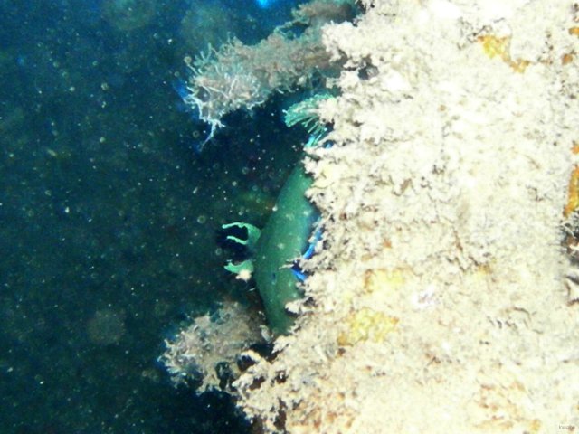 67- Nudibranche 